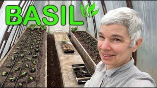 Basil and Herbs Transplanted & Crops Under Cover Revealed + Crane Flies Take Flight