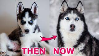 My Husky Grew Up But Remained a Puppy Dogs Grow Up