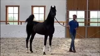 فحل اسود فخم الحصان العربي by Magic Magnifique