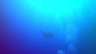 Manta Ray Mantaray شيطان البحر