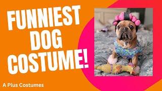 Hilarious Dog Costume Try On Hair Curlers for Dogs 