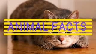 Facts about cats and their classification Animal Facts