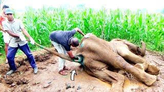 Heart warming Elephant with bad stomach given timely treatment & relieved from severe pain