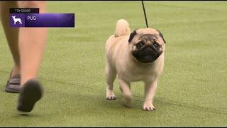 Pugs  Breed Judging 2023