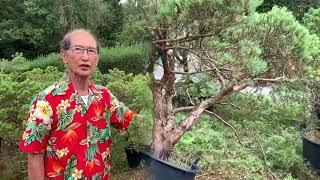 Improving Large Pines & Creating Bonsai from Difficult Material