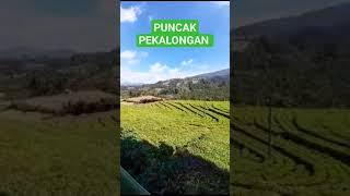 Puncak Pekalongan