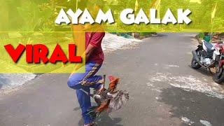 ayam galak