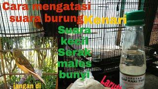 Cara mengatasi burung kenari suara nya kecil