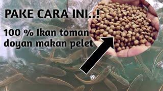 Cara agar ikan toman doyan makan pelet  budidaya ikan toman #predator #ikanganas