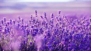 Purple Flowers Beautiful Harp Music For Deep Sleep