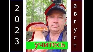 грибные прогулки августа 2023 Калининградская область Багратионовский район