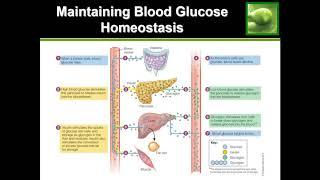 How the Body Regulates Blood SugarGlucose