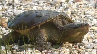Snapping Turtle Chelydra Serpentina
