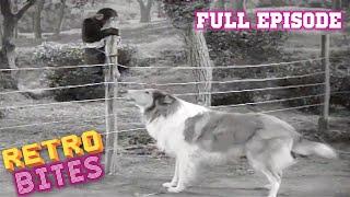 Lassie  The Watch Dog  Full Episodes