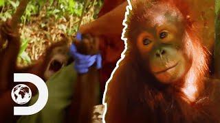 Cute Baby Orangutan Gets Hysterical When Separated From Favourite Nurse  Meet The Orangutans