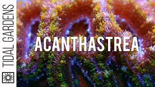 Acanthastrea Coral Care and Propagation