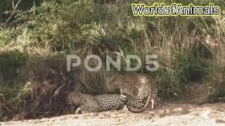 Needy female leopard spotted annoying her mate