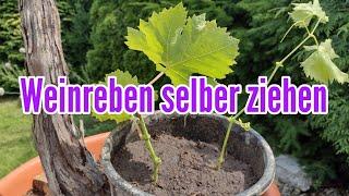 Weinreben selber ziehen - Wein vermehren durch Stecklinge und Ableger Weintrauben Pflanze