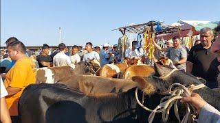 Shahidon mol bozori yosh boqma va semiz buqalar narhlari 9.07.2024yil