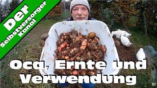 Oca Ernte und Verwendung in der Küche