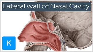 Lateral wall of nasal cavity bones cartilages and mucosa preview - Anatomy  Kenhub