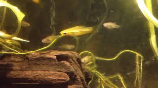 Xiphophorus pygmaeus & Phallichthys tico part 1