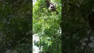 how to catch swarm on tree #swarm #honeybee #bees @Kashmiribeekeeper