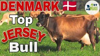 Top Denmark jersey semen  Imported bull  Denmark jersey Imported JY-50062 Semen  Viking jersey