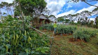 Pemuda Sukses Omset Puluhan Juta Per Minggu Tinggal Di Pondok Kebun Bertani Cabe