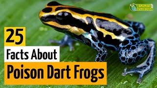 25 Facts About Poison Dart Frogs  - Learn All About Poison Frogs - Animals for Kids - Educational