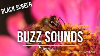 Bees Buzzing Sound Effect   10 Hours  Black Screen Stress Relief  ASMR  Bonus Facts