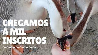 ROTINA com MEUS ANIMAIS e ALIMENTAÇÃO  Vida Animal