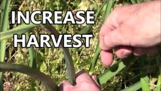 Increase GARLIC HARVEST by Doing THIS