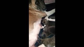 اكيتا امريكي ٣ ايام عمرهن، من كلاب باواه.ما اجمل خلق الله، Paoa dogs 3 days old akita American