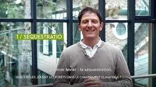 Quels rôles jouent les forêts dans le changement climatique ?