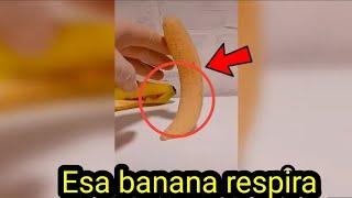 EL VIDEO DE LA BANANA QUE RESPIRA Y SE MUEVE  Científico Asegura que le dió VIDA a una BANANA