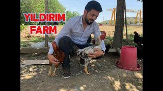 Yıldırım Farm Muhammedin Kümesi