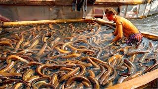 How To Raise Billions Of Eels in China and Japan Eels Harvest and Process - Eel Farm Technology