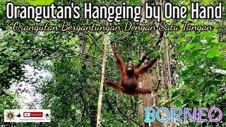 Orangutans Hangging by One HandOrangutan Bergantungan Dengan 1 Tangan @orangutanhouseboattour6258
