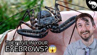 Arachnids - Everything You Want to Know and a Few Things You Dont...