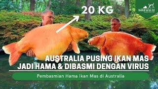 Australia Exterminates Goldfish Because They Are Considered Dangerous Pests