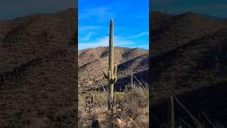 Beautiful Sonoran Desert