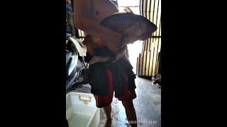 MANCING  JARING IKAN LANGSUNG DAPET IKAN BESAR