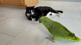 Loro discutiendo con su dueño porque está celosa del gatoloro hablándole al gatoloro atacó al gato