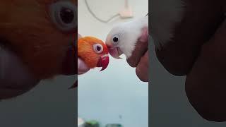 Lutinoblue x Albino Result #trending #viral #lovebirds #birds #pets #animals #birdfarming #parrot