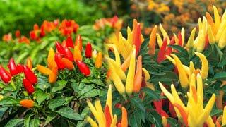 Tips for growing Chili in plastic bottles with many fruits Beginning till harvest