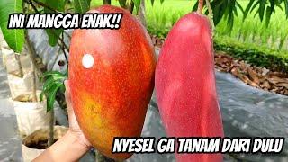 Daging Semua - Manis wangi Kenyal  Tes Rasa Mangga Red Ivory