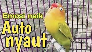 pancingan lovebird ngekek panjang memicu emosi lawan  masteran lovebird ngekek