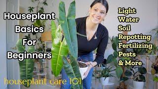 Houseplant Care 101 Plant Care For Beginners  How To Water Lighting Soil Repot & More