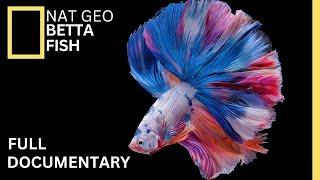 Origin of Betta Fish A Journey into their Enchanting Origins